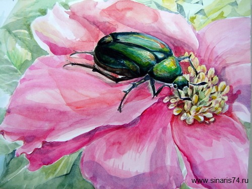Сочинение по картине: Бокарева - "Жужелица (красотел пахучий)" Сочинение по картине: Бокарева - "Жужелица (красотел пахучий)"