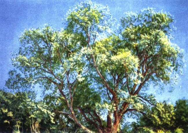 Сочинение по картине: Иванов - "Наружное дерево парка Киджи"