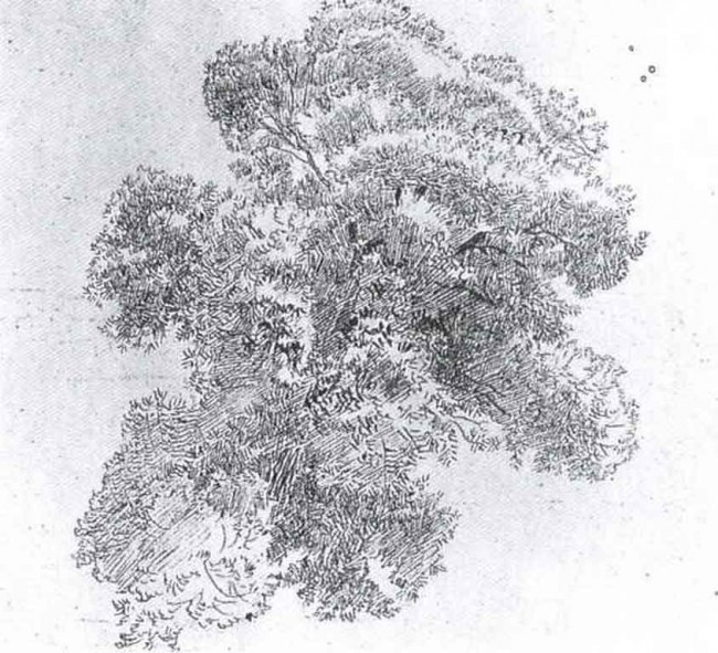 Сочинение по картине: Иванов - "Старое дерево"